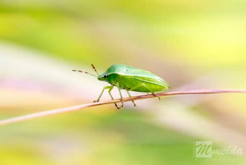 Chinche verde