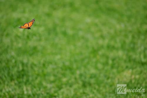 Mariposa monarca al vuelo