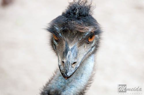 Emu