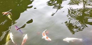 Koi (peces en el estanque)